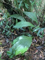 Calanthe aristulifera