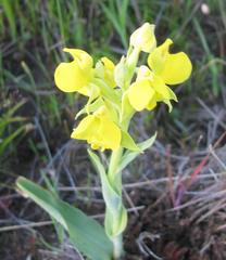 Pterygodium acutifolium