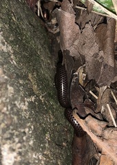 Leptotyphlopidae