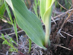 Pterygodium acutifolium