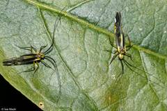 Dictyopsocus pennicornis