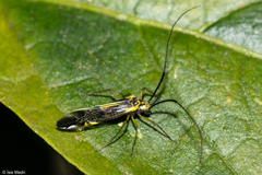 Dictyopsocus pennicornis