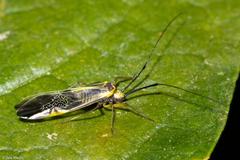 Dictyopsocus pennicornis