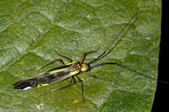 Dictyopsocus pennicornis