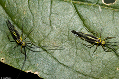 Dictyopsocus pennicornis