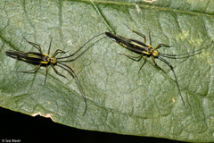 Dictyopsocus pennicornis