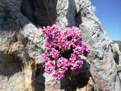 Sonderothamnus petraeus