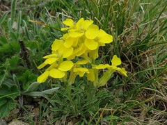 Erysimum jugicola