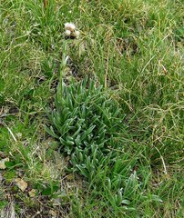 Antennaria carpatica