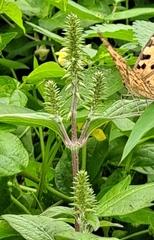 Achyranthes japonica