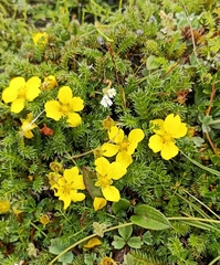 Argentina microphylla