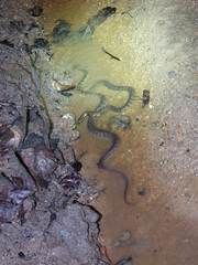 Cerberus schneiderii