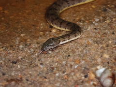 Cerberus schneiderii