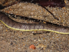 Cerberus schneiderii