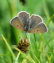 Lycaena tityrus subalpina