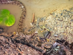 Cerberus schneiderii