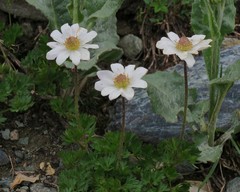 Anemonoides baldensis