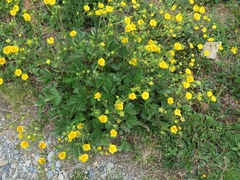 Potentilla grandiflora