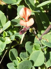 Indigofera erecta