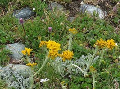 Jacobaea incana
