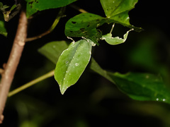 Cryptophyllium