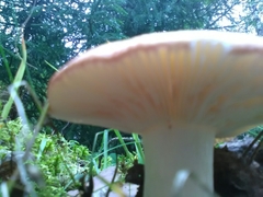 Fungi