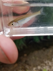 Notropis percobromus