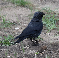 Corvus monedula