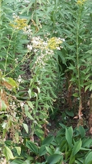 Pentanema orientale