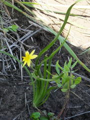Hypoxis longifolia