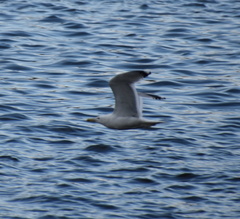 Larus