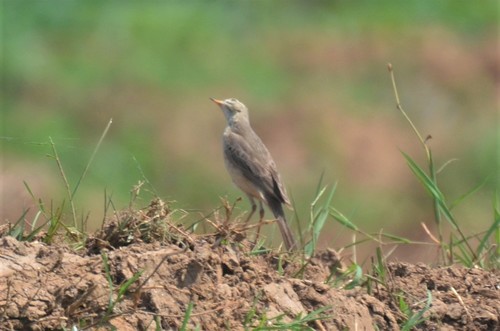 Plain-backed Pipit