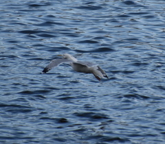 Larus