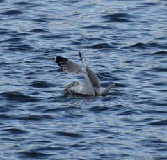 Larus