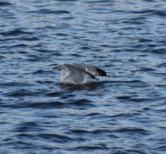 Larus