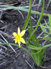 Hypoxis longifolia
