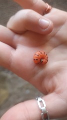 Cactoblastis cactorum