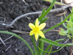 Hypoxis longifolia