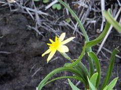 Hypoxis longifolia