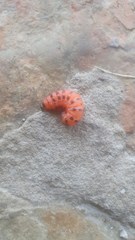 Cactoblastis cactorum