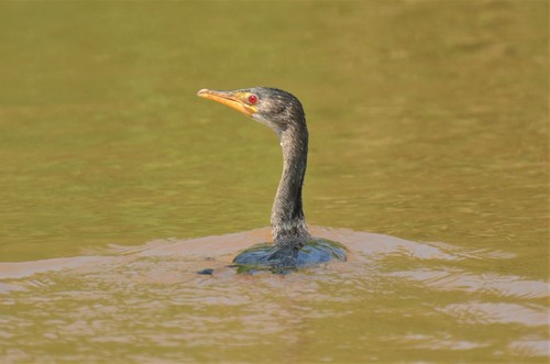 Reed Cormorant