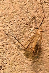 Limonia phragmitidis