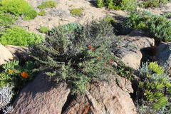 Pelargonium fulgidum