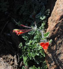 Pelargonium fulgidum