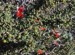 Pelargonium fulgidum