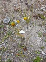 Tripleurospermum subpolare