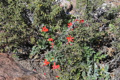Pelargonium fulgidum