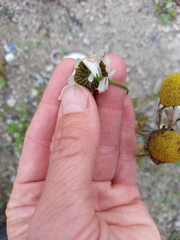 Tripleurospermum subpolare