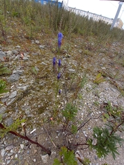 Gentianopsis barbata