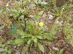 Taraxacum ceratophorum